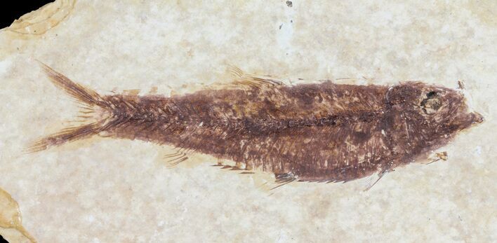 Knightia Fossil Fish - Wyoming #60842